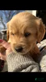 Golden Retriever Puppy 7