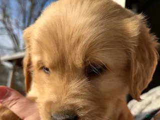 Golden Retriever dogs for sale: Golden Retriever Puppy 7 - Ad 2