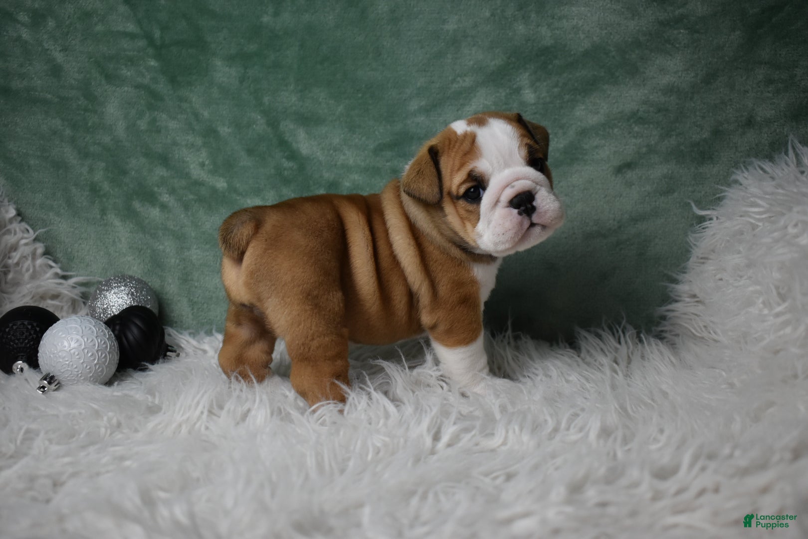 English Bulldog dogs Elsa - Ad 20