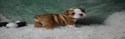 English Bulldog dogs for sale: Elsa - Ad 2