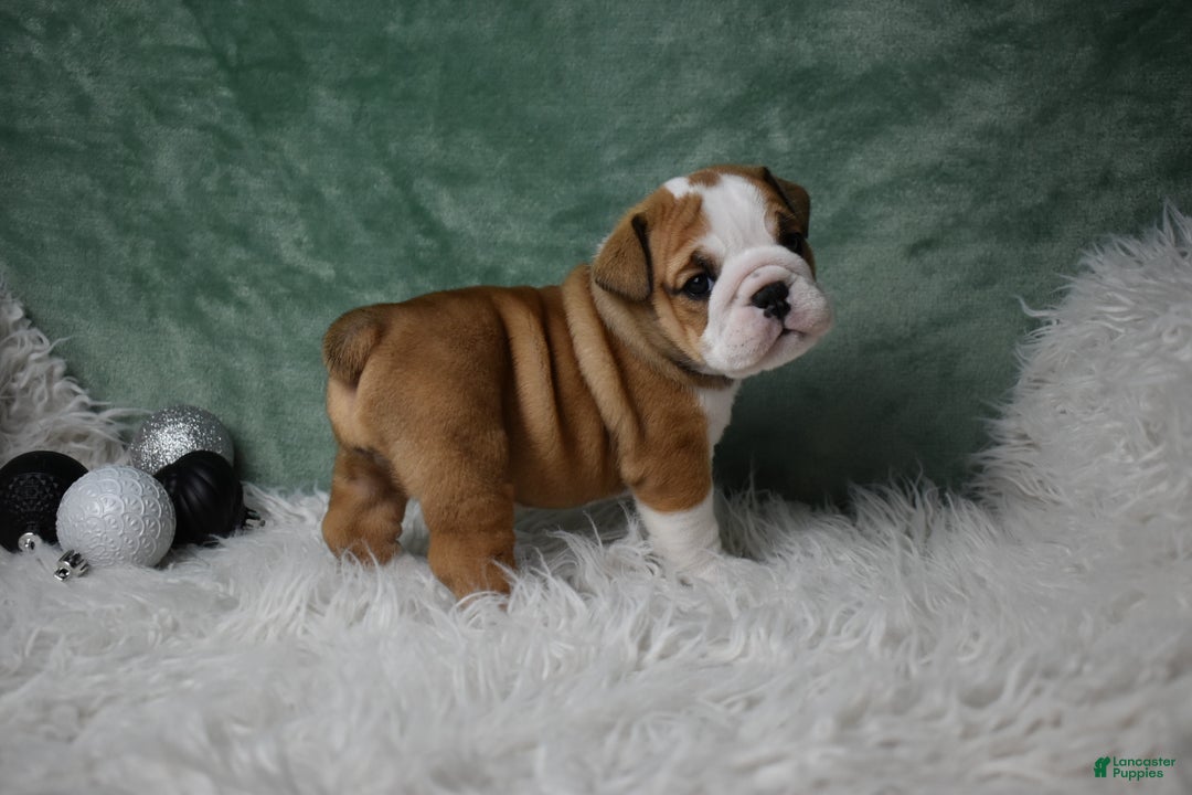 English Bulldog dogs for sale: Elsa - Ad 2
