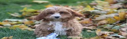 Cavapoo dogs for sale: Silas - Ad 5