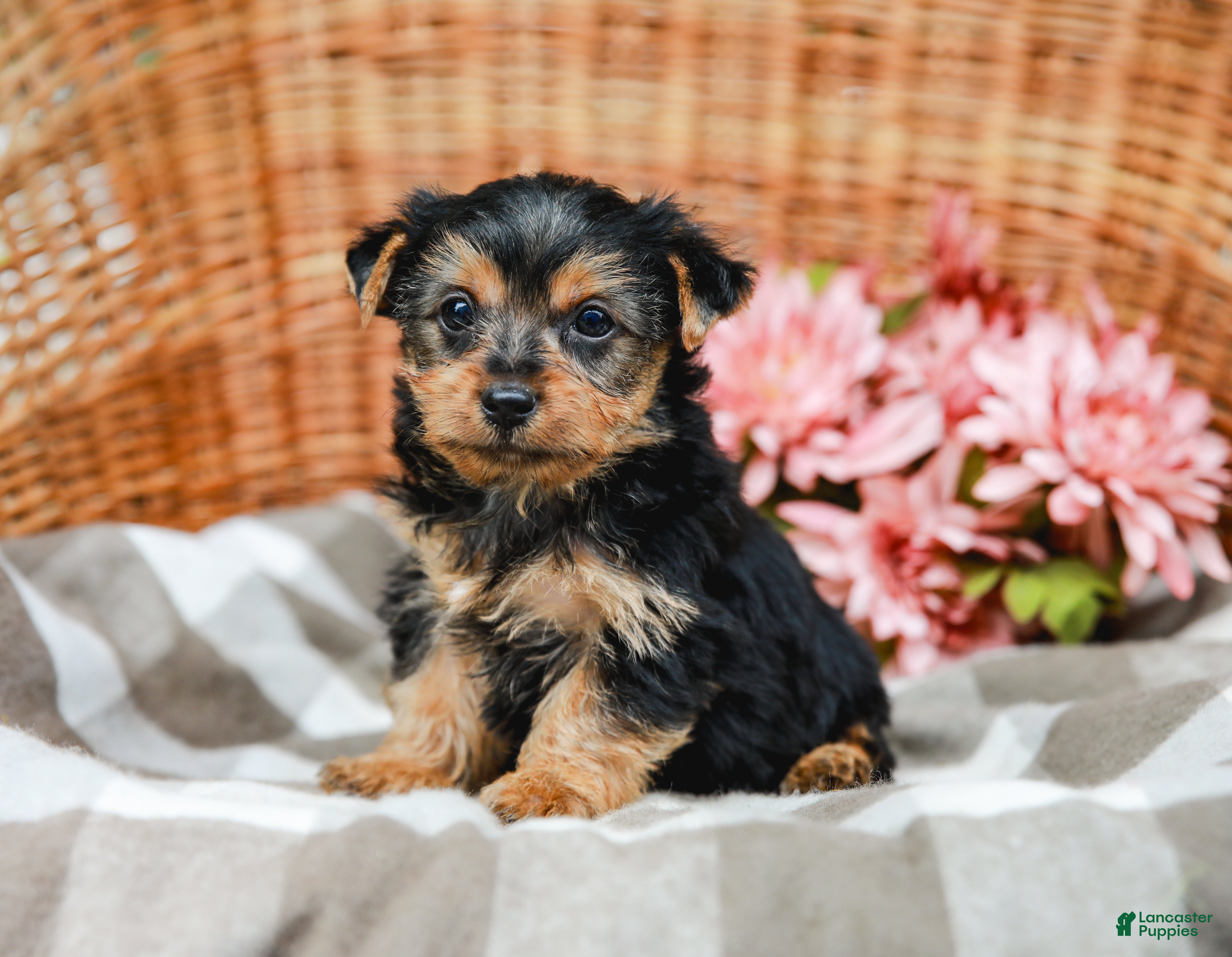 Yorkshire Terrier dogs Mack - Ad 2