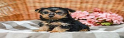Yorkshire Terrier dogs for sale: Mack - Ad 2