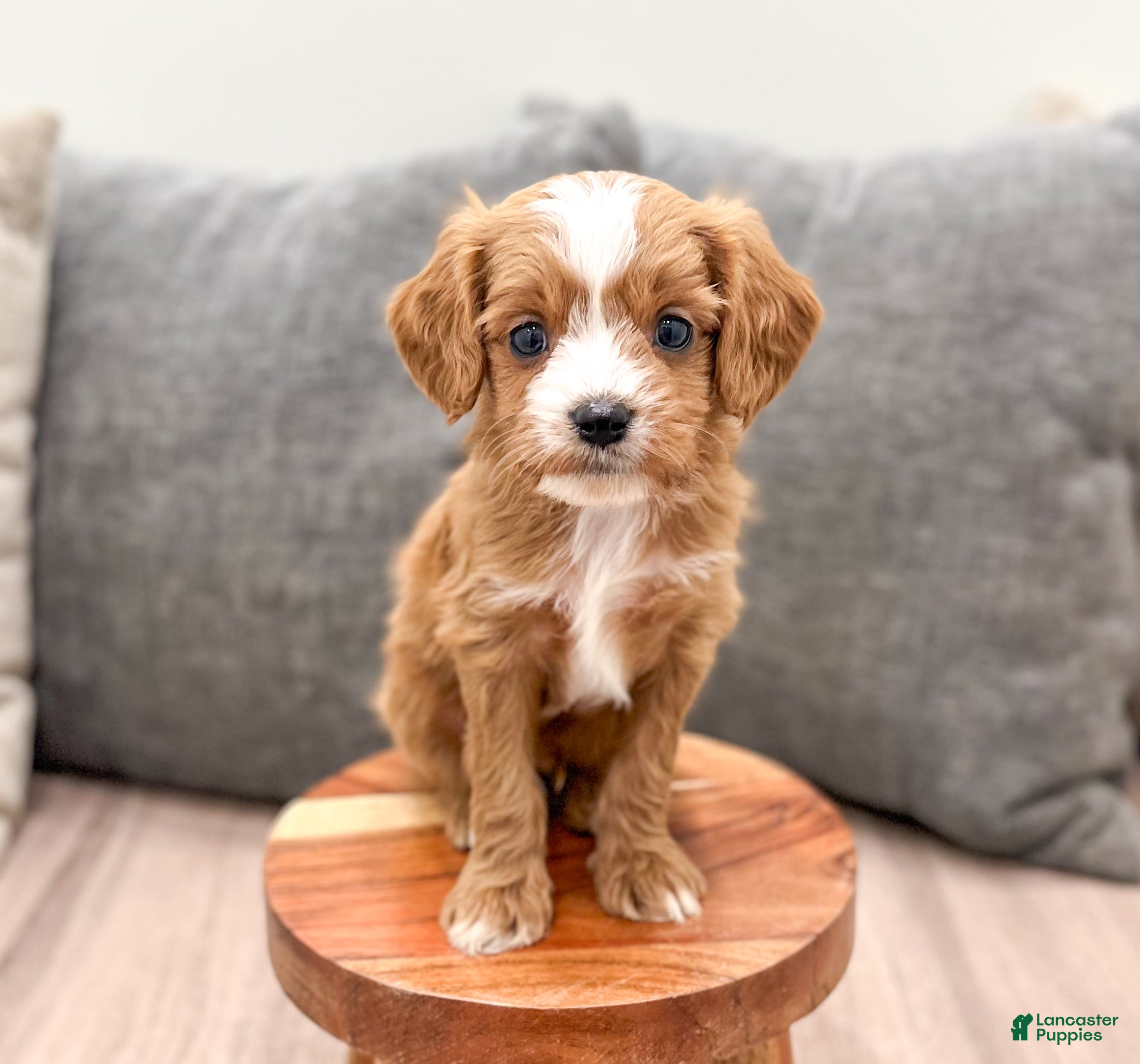 Cavapoo dogs for sale: Dasher - Ad 2