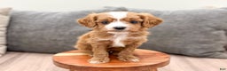 Cavapoo dogs for sale: Dasher - Ad 3