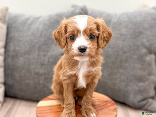 Cavapoo dogs Dasher - Ad 32