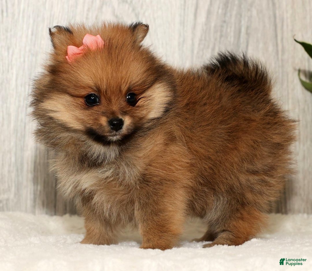 Pomeranian dogs for sale: Winnie - Ad 5
