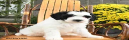 Mini Bernedoodle dogs for sale: Bandit - Ad 3