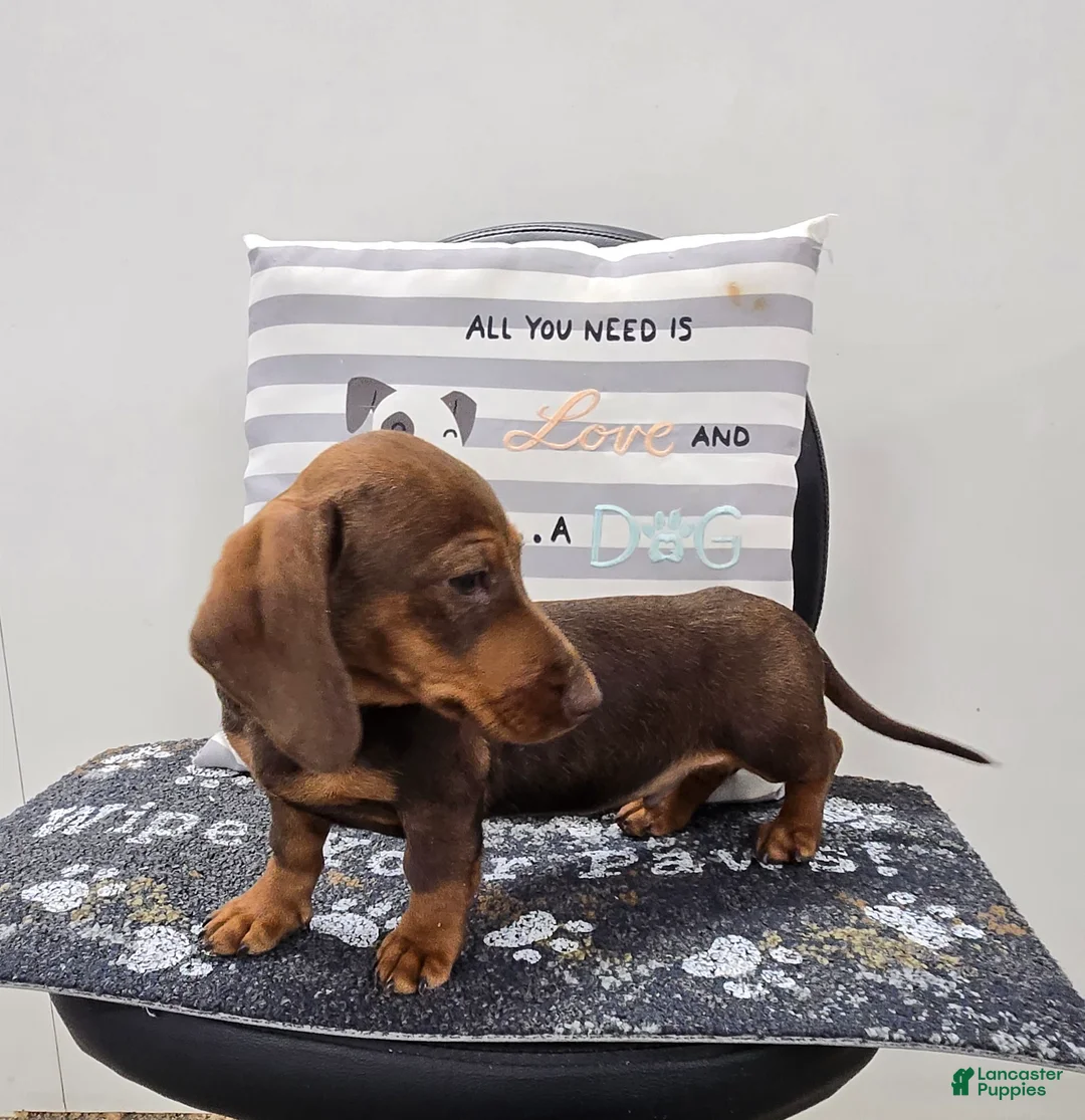 Miniature Dachshund dogs for sale: Davy - Ad 5