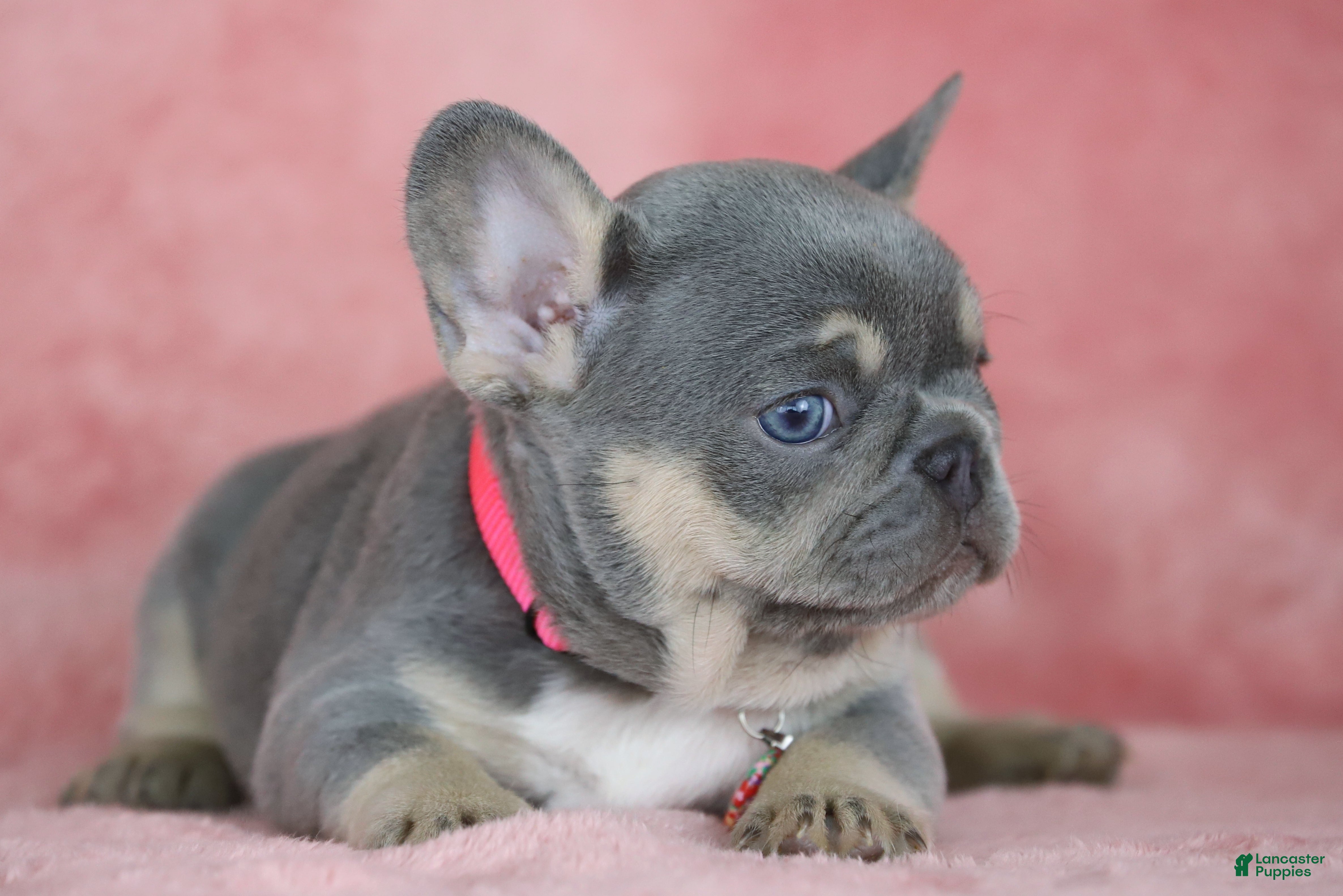 French Bulldog dogs Kira - Ad 2