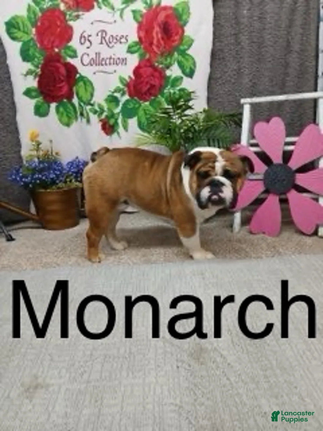 English Bulldog dogs for sale: Lena - Ad 6