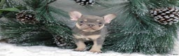 French Bulldog dogs for sale: Frieda - Ad 10