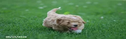 Shihpoo dogs for sale: Tigger - Ad 5