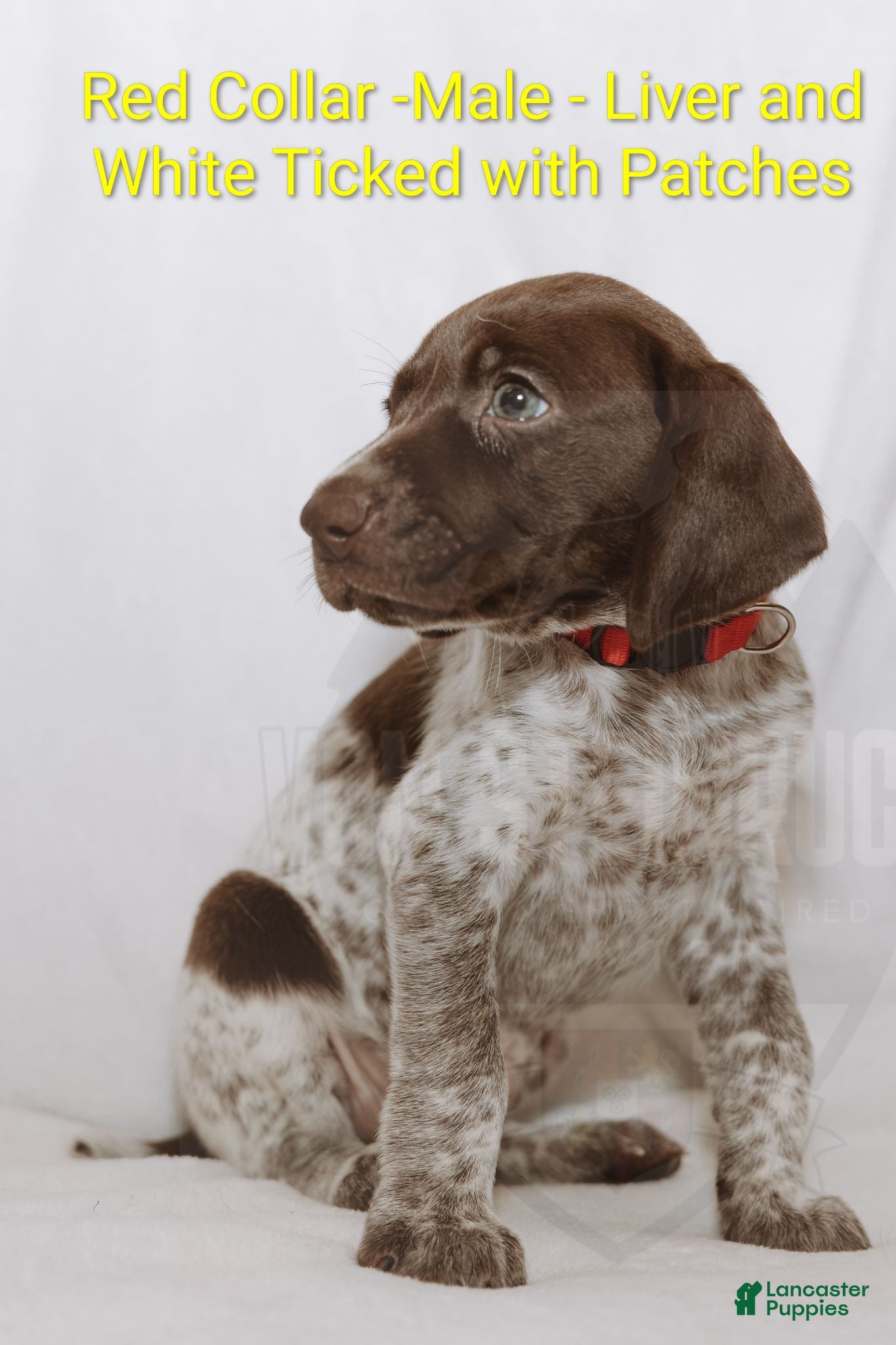 German Shorthaired Pointer dogs Red Collar aka Professor Proton - Ad 2