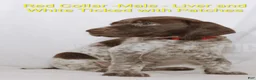 German Shorthaired Pointer dogs for sale: Red Collar aka Professor Proton - Ad 2