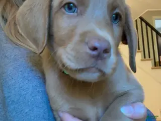 Labrador Retriever dogs for sale: Lime Green Fox Red Lab Puppy - Ad 2