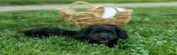 Cavapoo dogs for sale: Raya🎀 - Ad 6