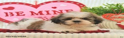 Shih Tzu dogs for sale: Remi  - Ad 4