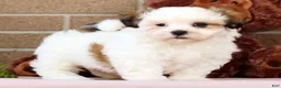 Malshi dogs for sale: Blossom - Ad 3