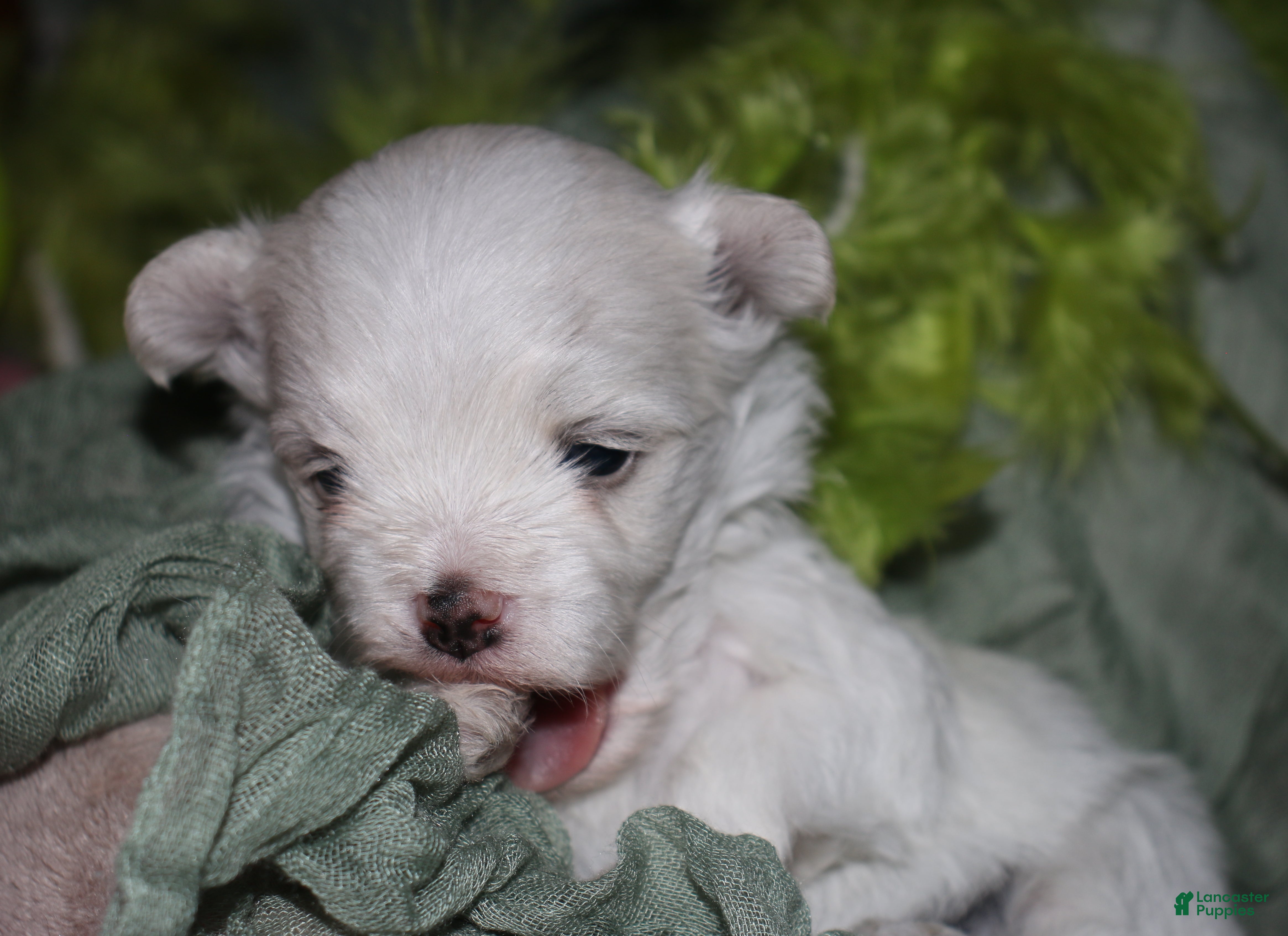 Maltese dogs for sale: Fred - Ad 5