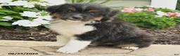 Miniature Australian Shepherd dogs for sale: Peggy - Ad 4