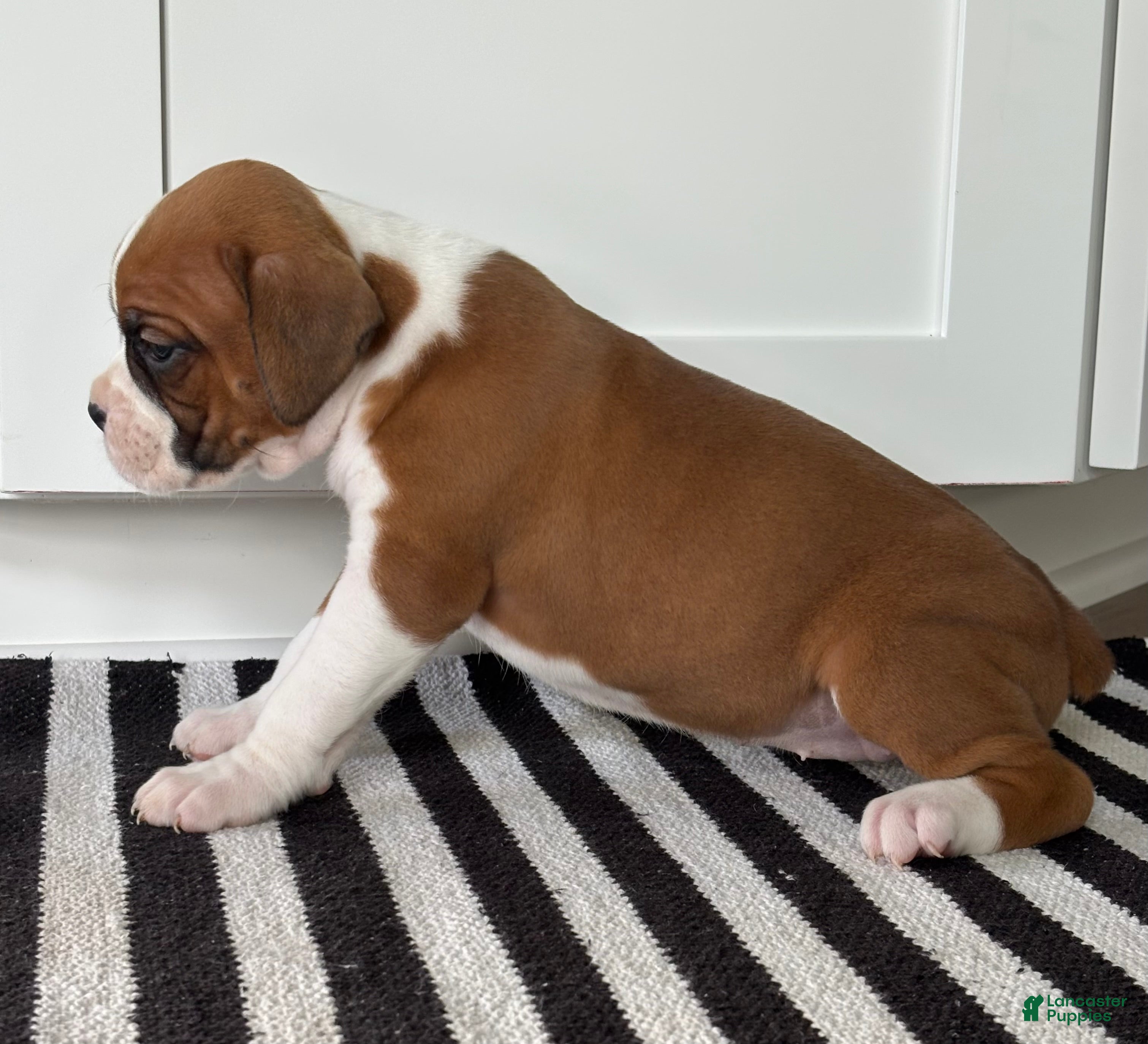 Boxer dogs Stella - Ad 2