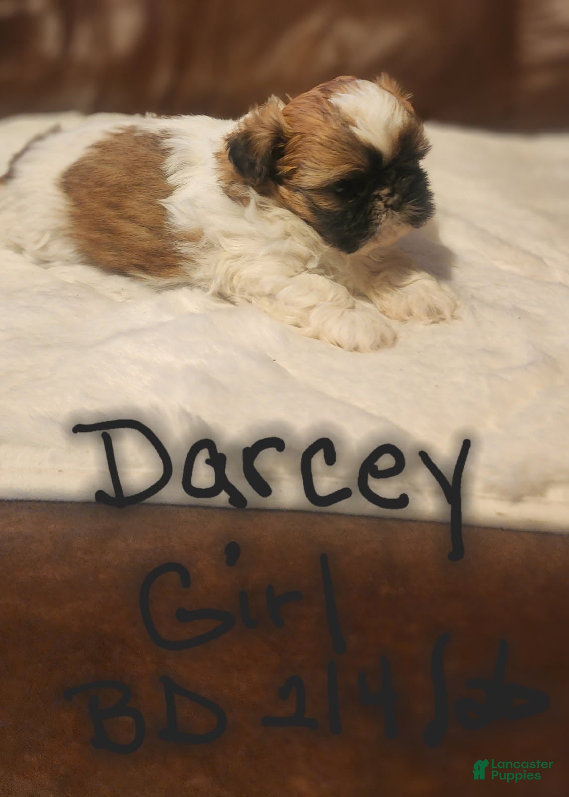Shih Tzu dogs Darcey - Ad 1