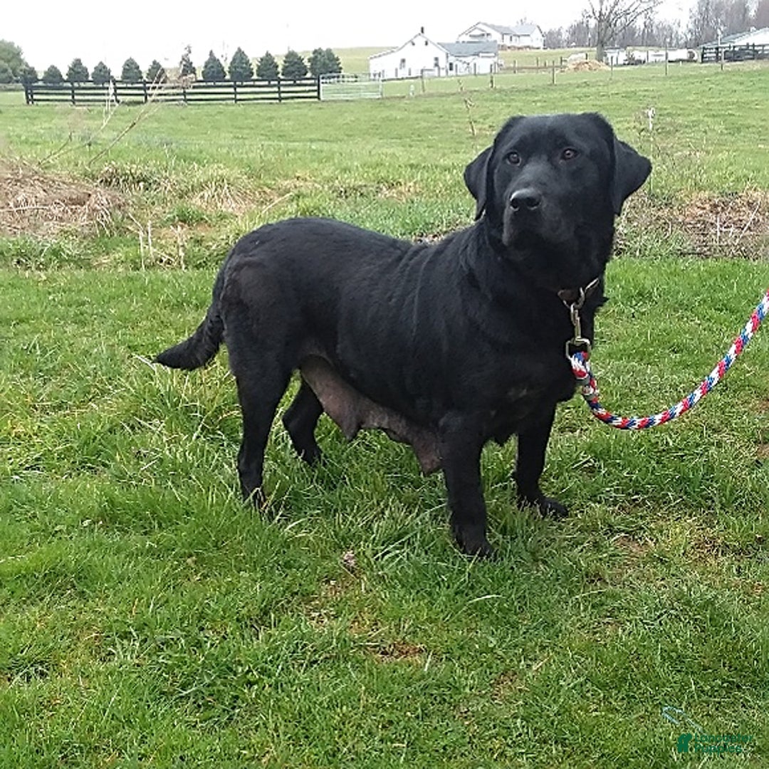 Labrador Retriever dogs for sale: Twinkle - Ad 6