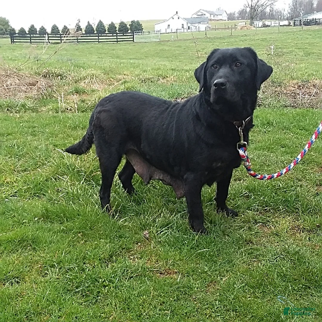 Labrador Retriever dogs for sale: Twinkle - Ad 17