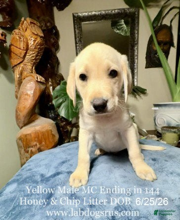 Labrador Retriever dogs Boy 2 - Ad 25