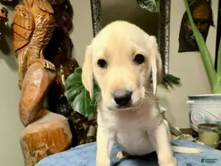 Labrador Retriever dogs Boy 2 - Ad 25