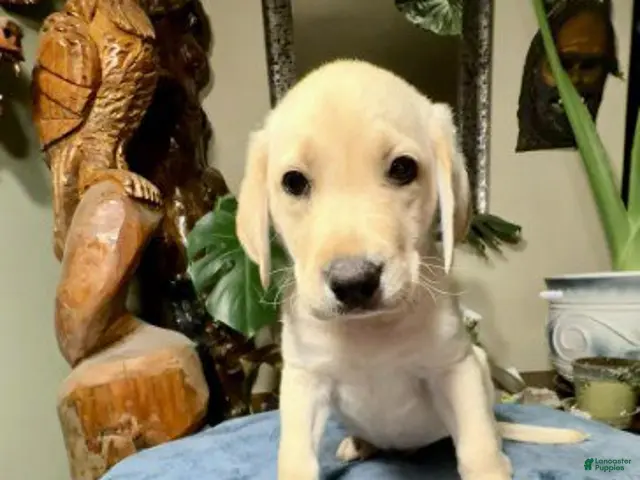 Labrador Retriever dogs for sale: Boy 2 - Ad 2