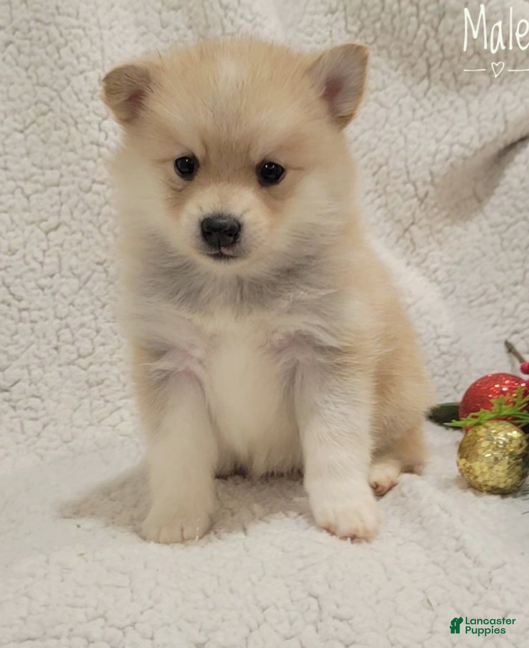 Pomsky dogs for sale: Rees - Ad 1