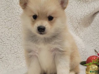 Pomsky dogs Rees - Ad 3