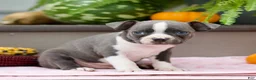 Boston Terrier dogs for sale: Rusty - Ad 3
