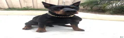 Doberman Pinscher dogs for sale: Electra-Pink Collar - Ad 12