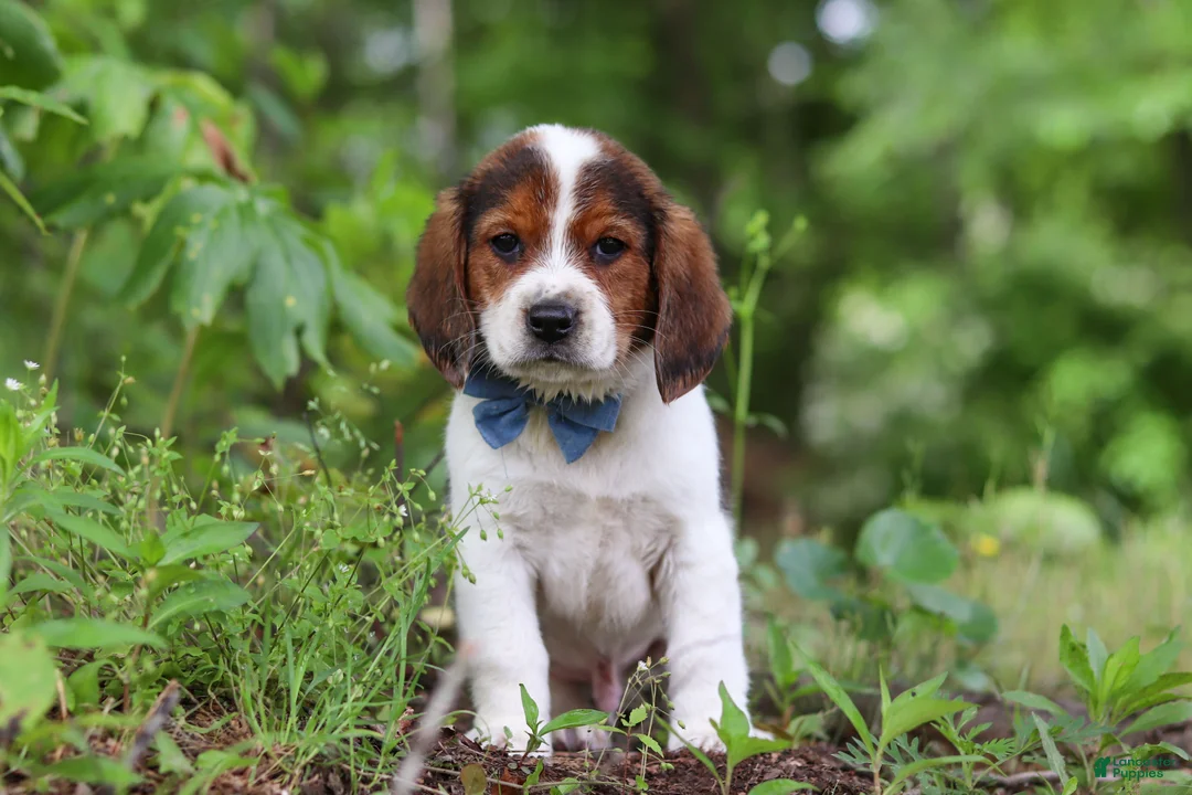 Beagle dogs for sale: Crew - Ad 2