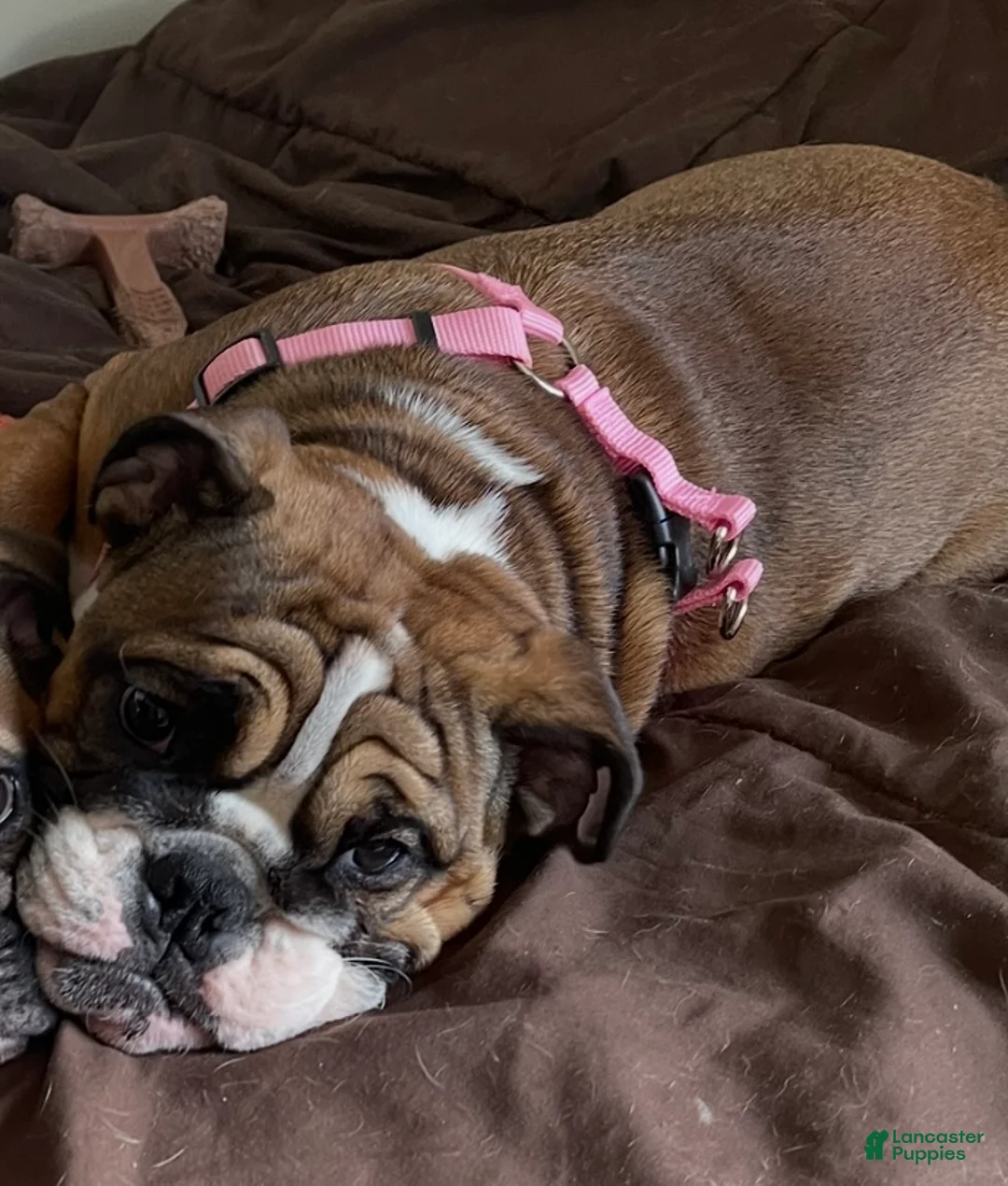 English Bulldog dogs for sale: English Bulldog Puppy 1 - Ad 6