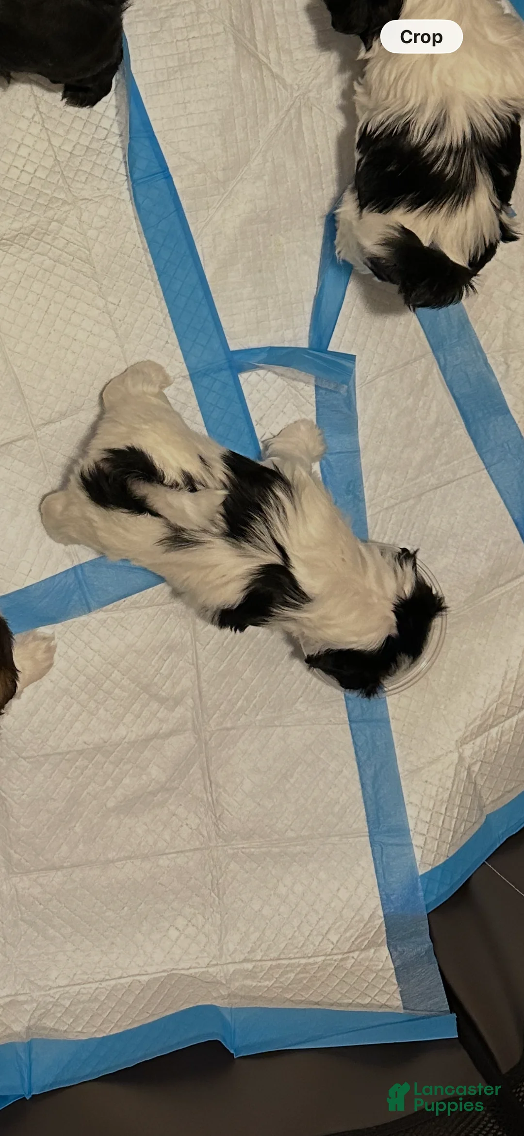Shih Tzu dogs for sale: Polka Dot - Ad 2