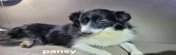 Australian Shepherd dogs for sale: Judy - Ad 3