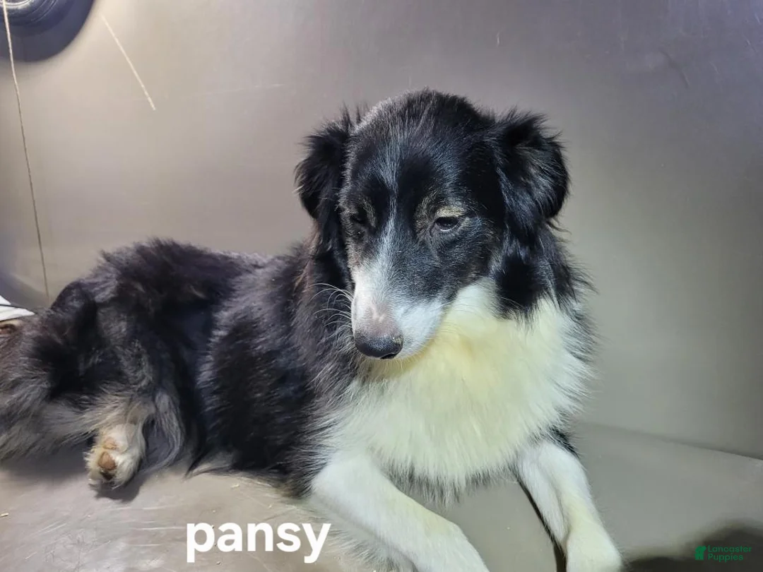 Australian Shepherd dogs for sale: June - Ad 2
