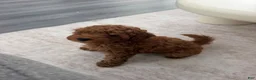 Miniature Poodle dogs for sale: Miniature Poodle 1 - Ad 5