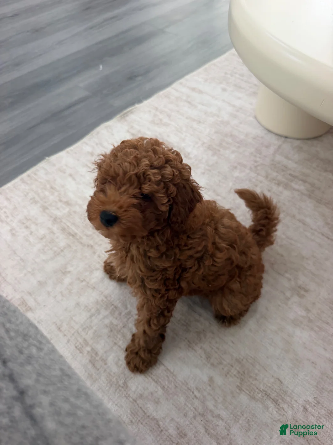Miniature Poodle dogs for sale: Miniature Poodle 1 - Ad 5