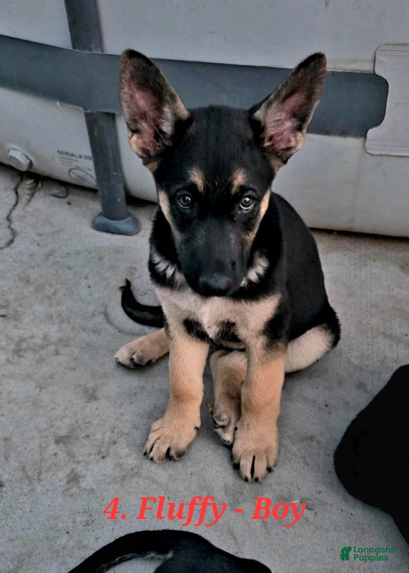 German Shepherd dogs Fuffy - Ad 8