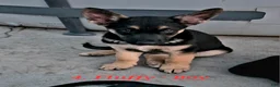 German Shepherd dogs for sale: Fuffy - Ad 1