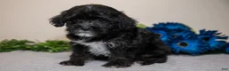 Yorkiepoo dogs for sale: Darcy - Ad 2