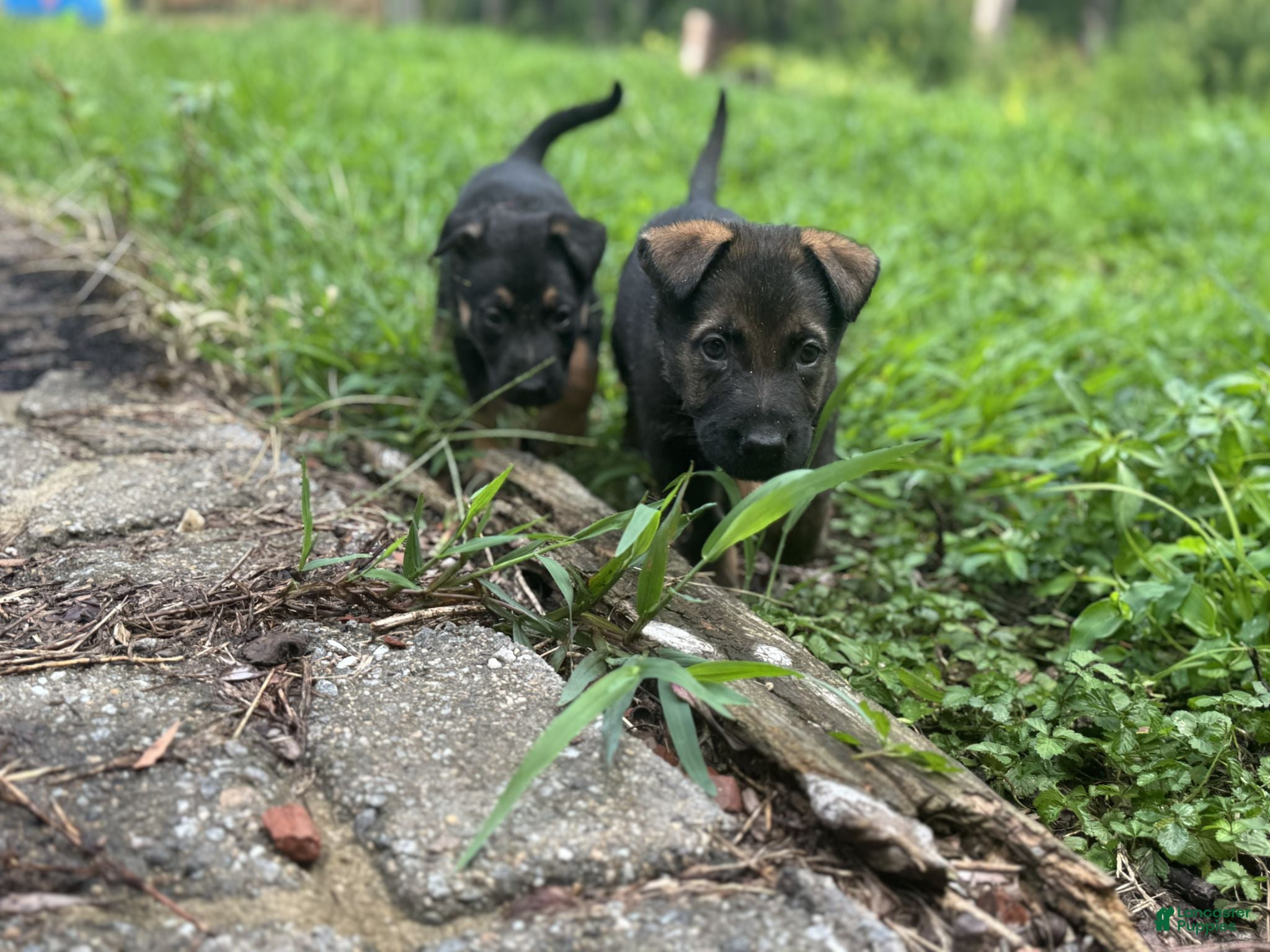 German Shepherd dogs Green - Ad 33