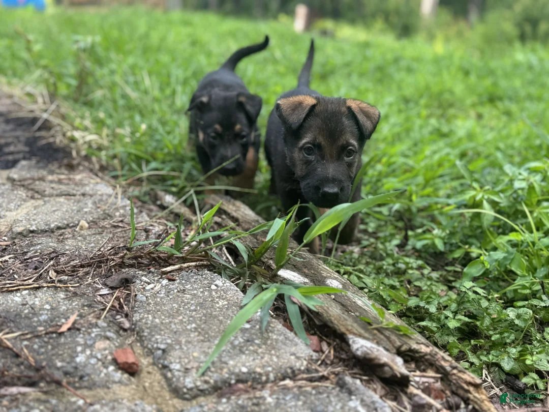 German Shepherd dogs for sale: Green - Ad 1