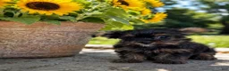 Yorkshire Terrier dogs for sale: Reba's "Georgia Light" - Ad 5